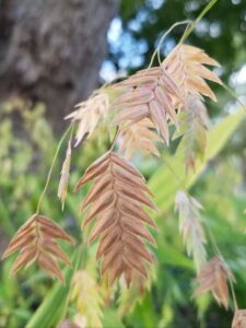 Close-up of golden-brown panicle of spikelets with green leaves in the background.