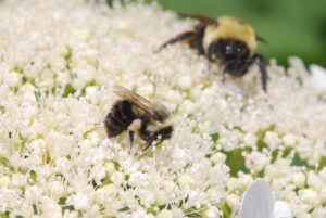 Two bumble bees on wild hydrangea flowers.