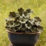 Plant with dark green ruffled leaves in pot.
