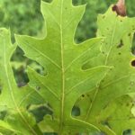 Nuttall oak leaf by Felicia Brundick