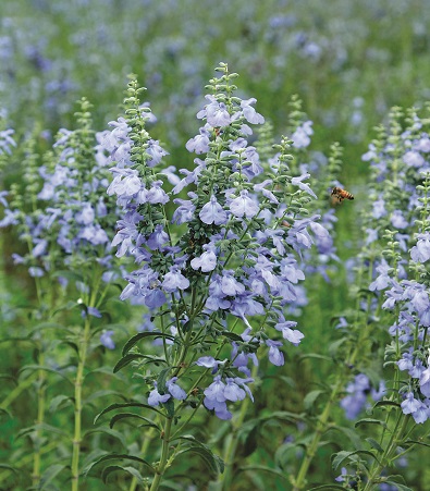 Blue flowers and green foliage.