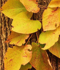 Basswood - flowering time, description, seasonal development and general  distribution in Missouri