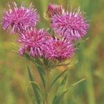 Curlytop ironweed by Mervin Wallace
