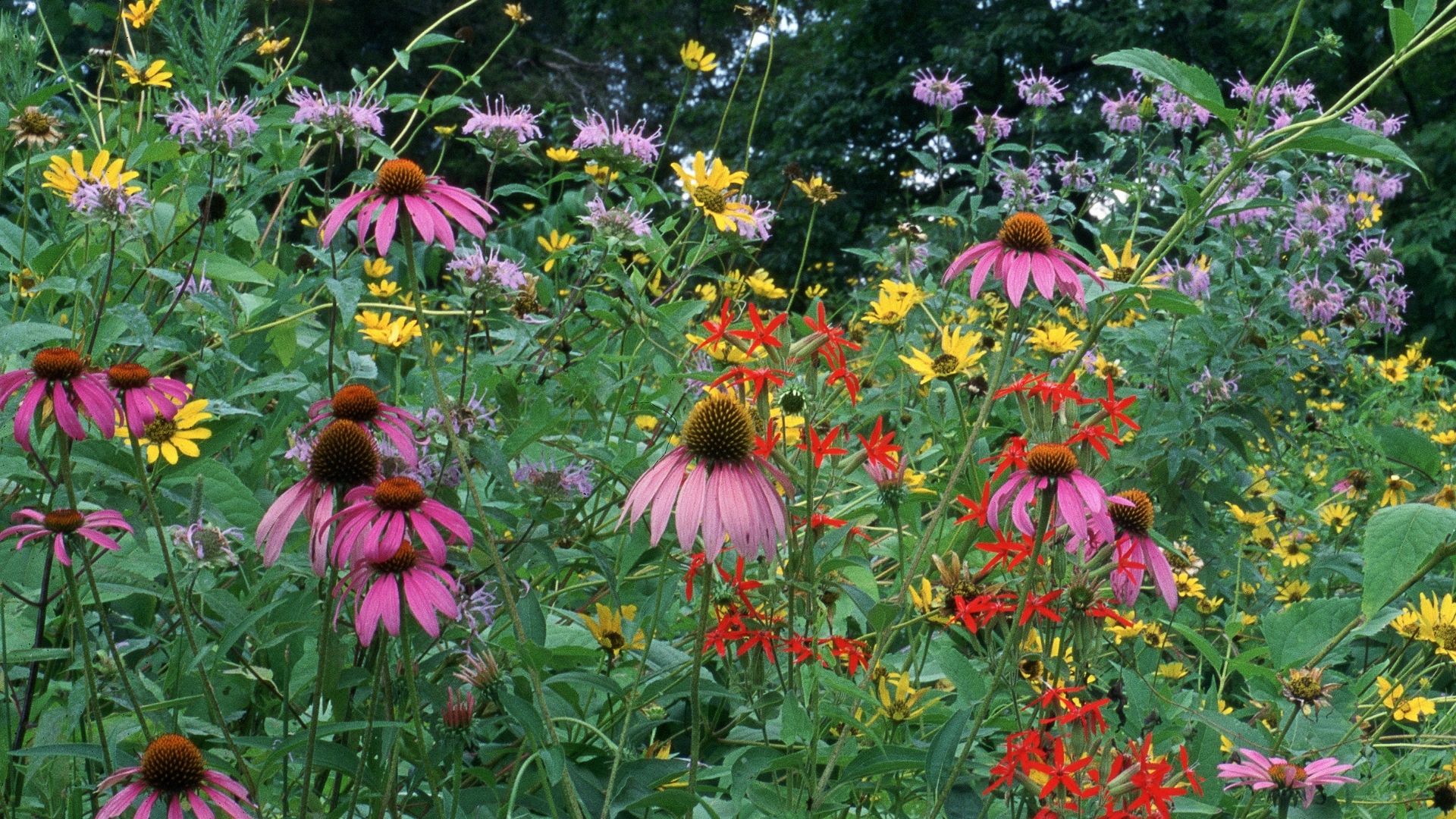 A green, lush wildflower planting with purple coneflowers, bright yellow composite flowers, purple round bee balm flowers, and red cardinal flowers.