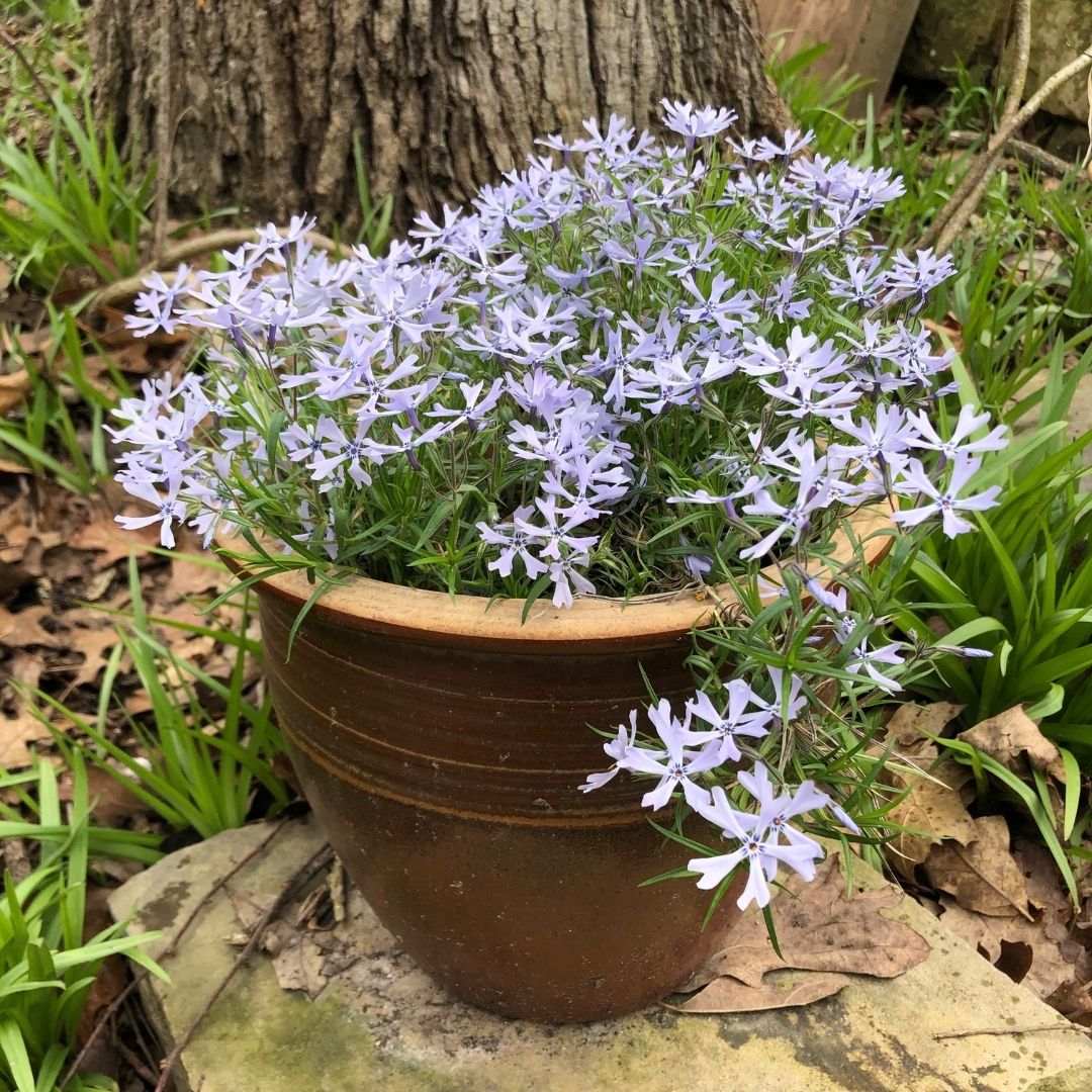 Purple flowers in brown pot