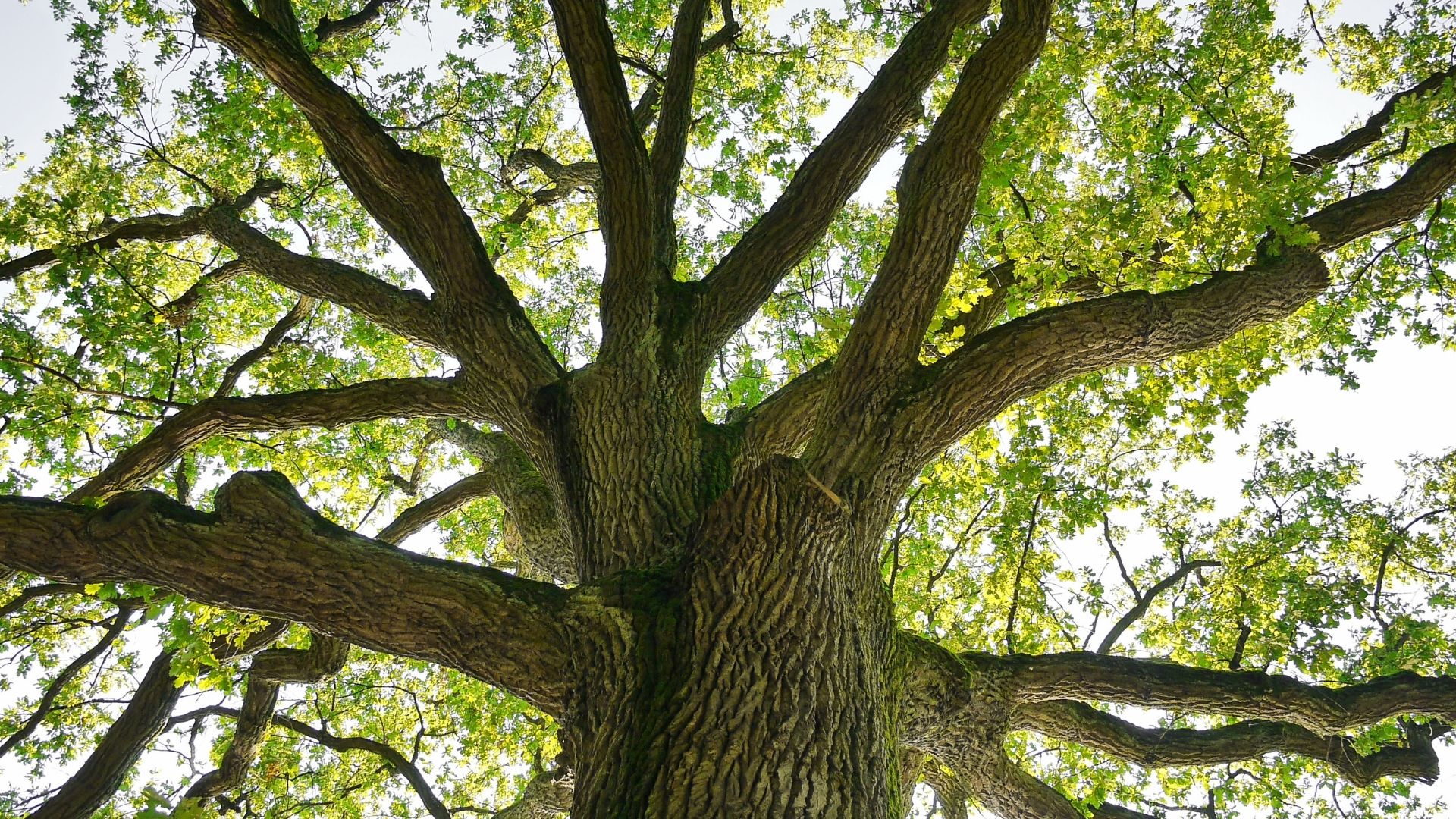 Photo of large oak tree with green leaves and wide branches