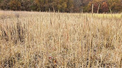 Field of brown longspike tridens in fall.
