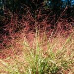 Purple Lovegrass plant with loose reddish purple inflorescence