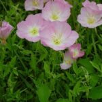 Showy primrose plant with bright green leaves and pink bowl-shaped flowers
