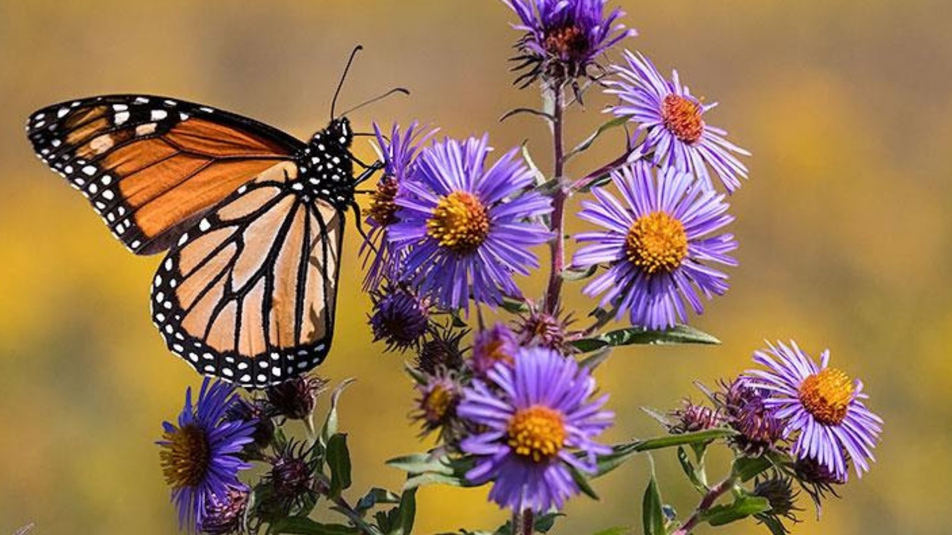 Monarch butterfly with purple new england aster flowers.