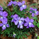 Bird's-foot Violet plant with purplse flowers and green foliage