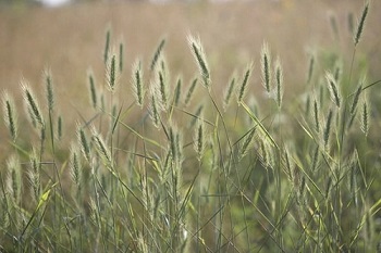 Backlit Virginia Wild Rye plant.