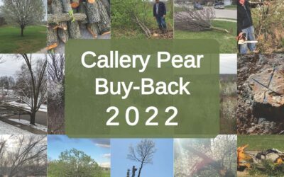 Callery Pear Buy-Back Events: April 26, 2022