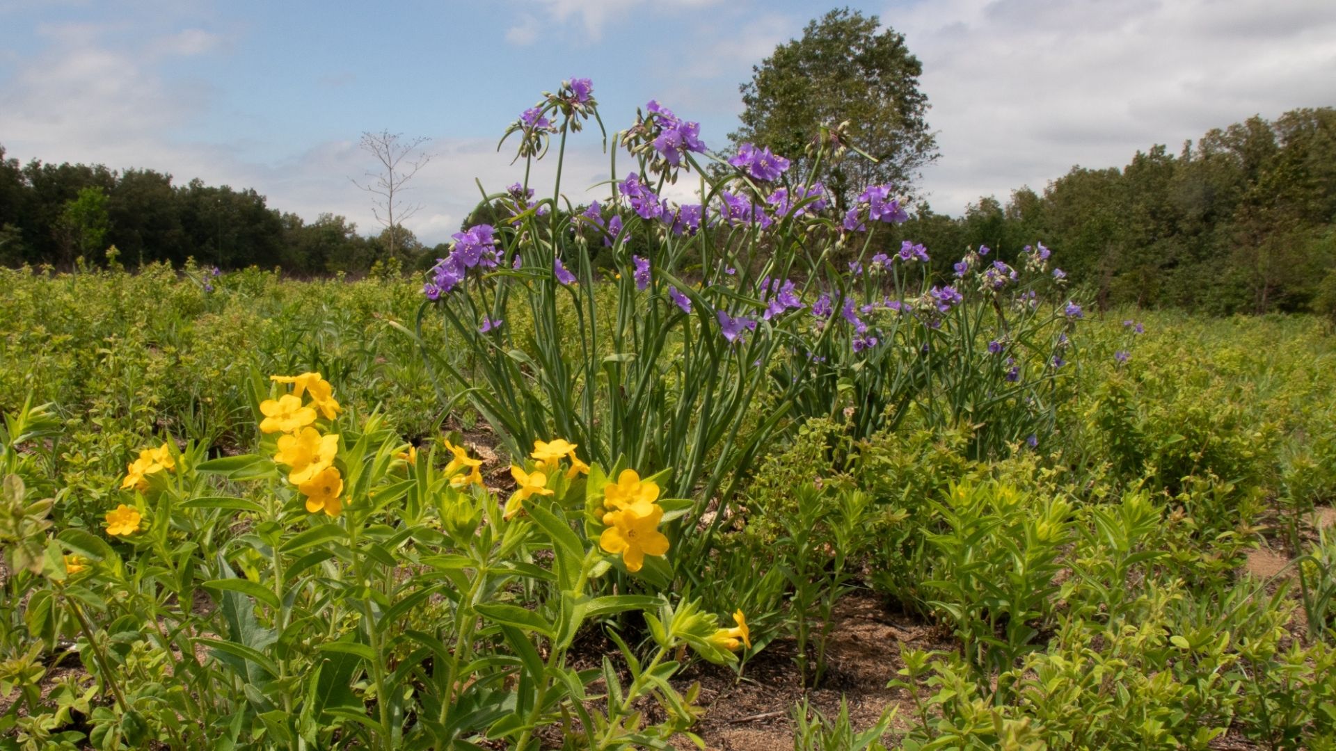 Photo of yellow and purple flowers blooming in the green sand prairie