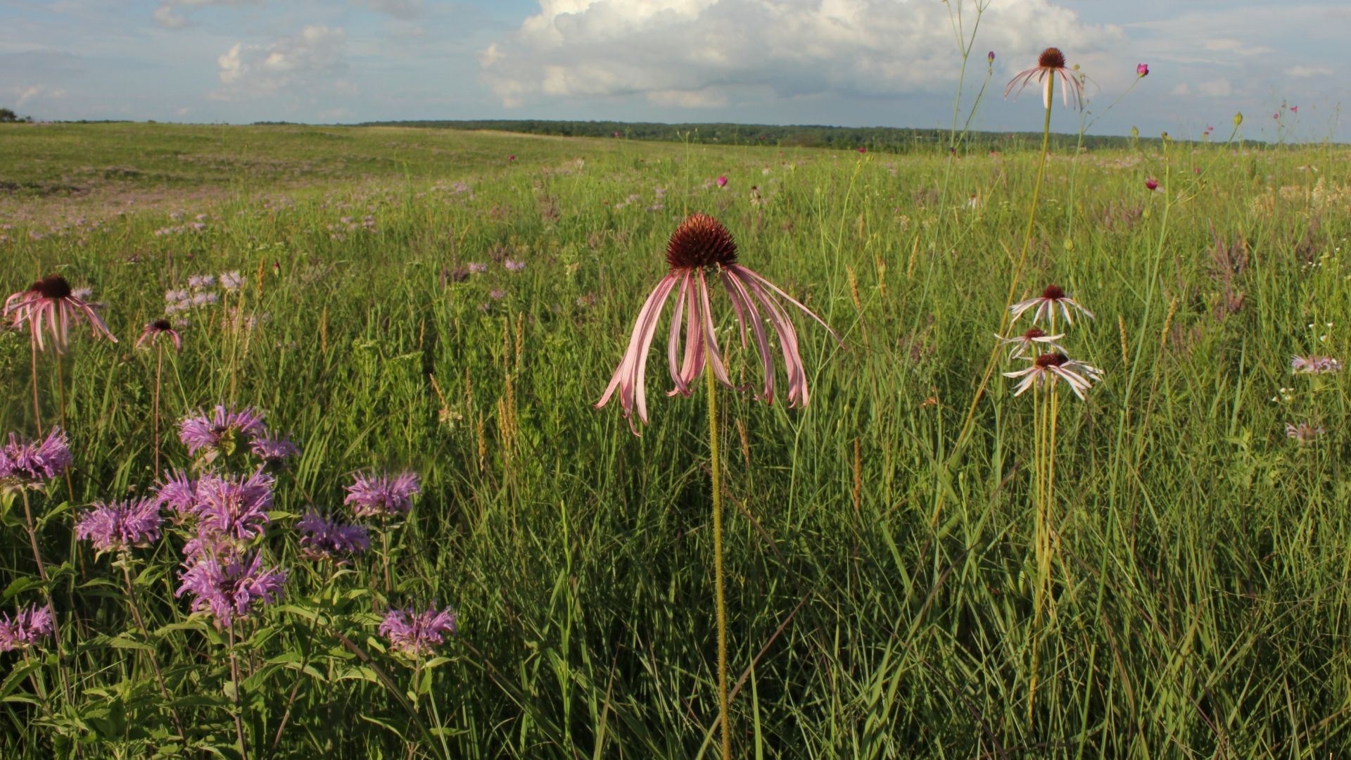 Pale purple coneflower and other flowers in a prairie.