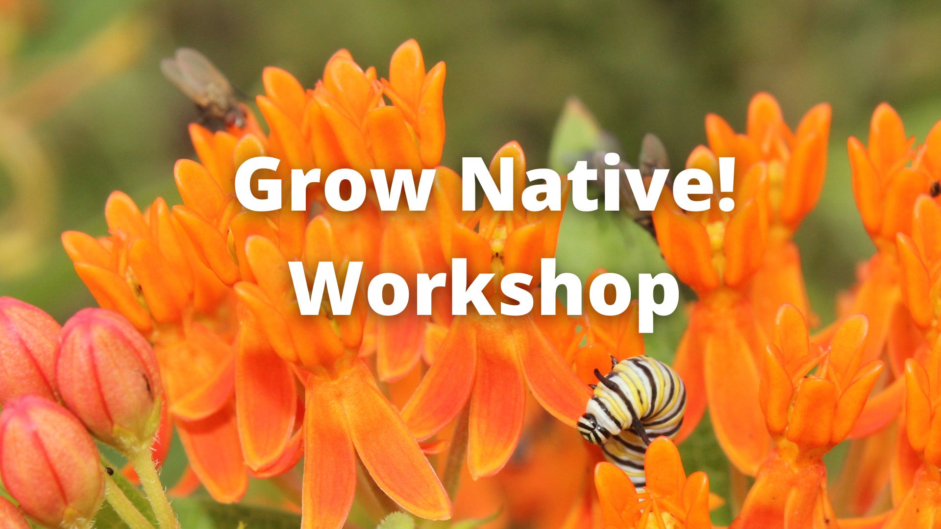 Bright orange butterfly weed plant with small monarch caterpillar in the middle on the plant and text Grow Native! Workshop