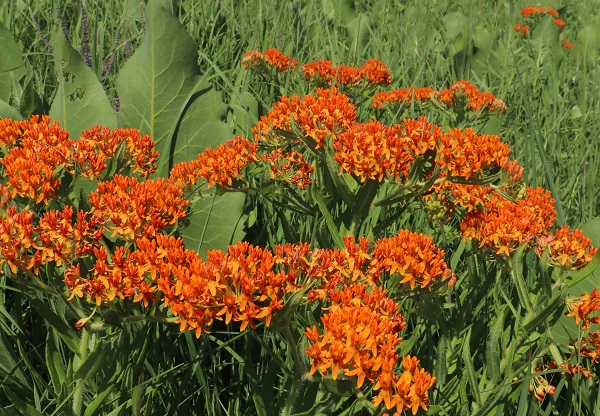 Orange flowers and green foliage.