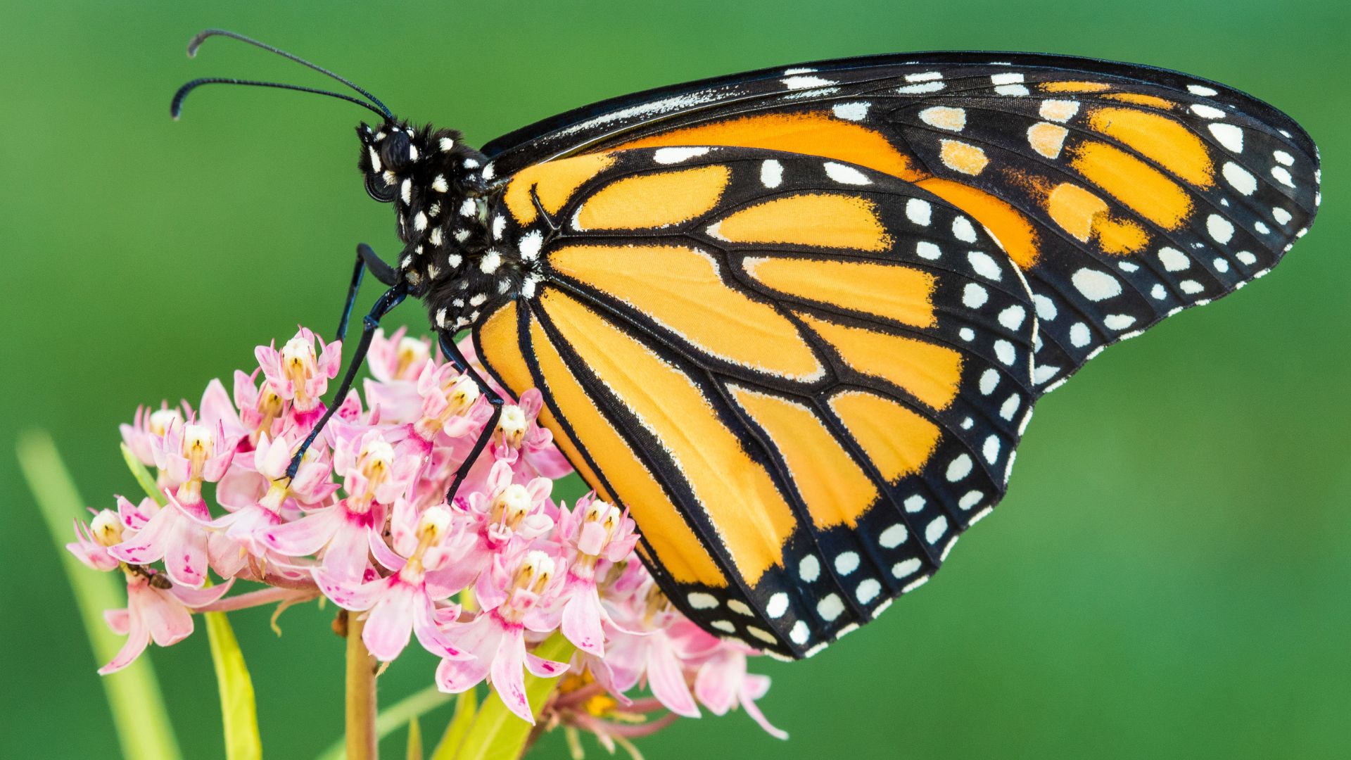 Orange black and white butterfly on pink flower.