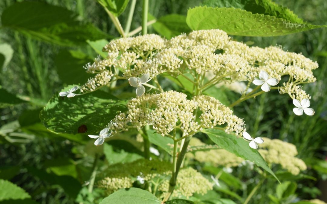 Snow in July: The Wonders of Wild Hydrangea