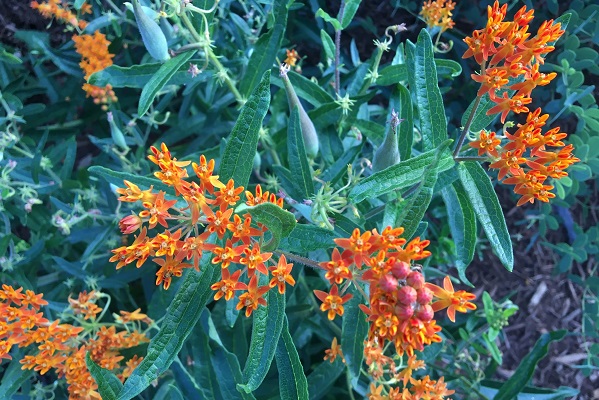 Orange flowers and green foliage.