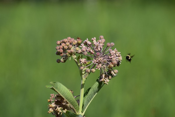 Pink flowers with bumble bee and green foliage.