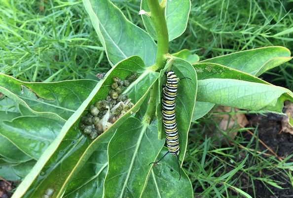 Striped caterpillar on green foliage.