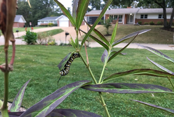 Striped caterpillar and green foliage.