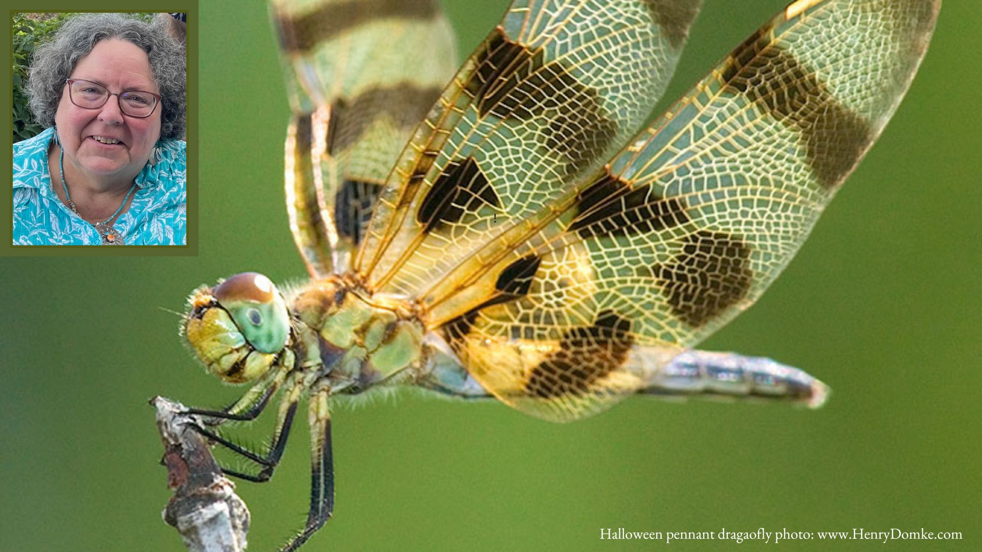 Dragonfly with inset headshot photo.
