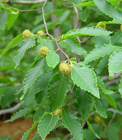 Green leaves and prickly yellowish fruits.