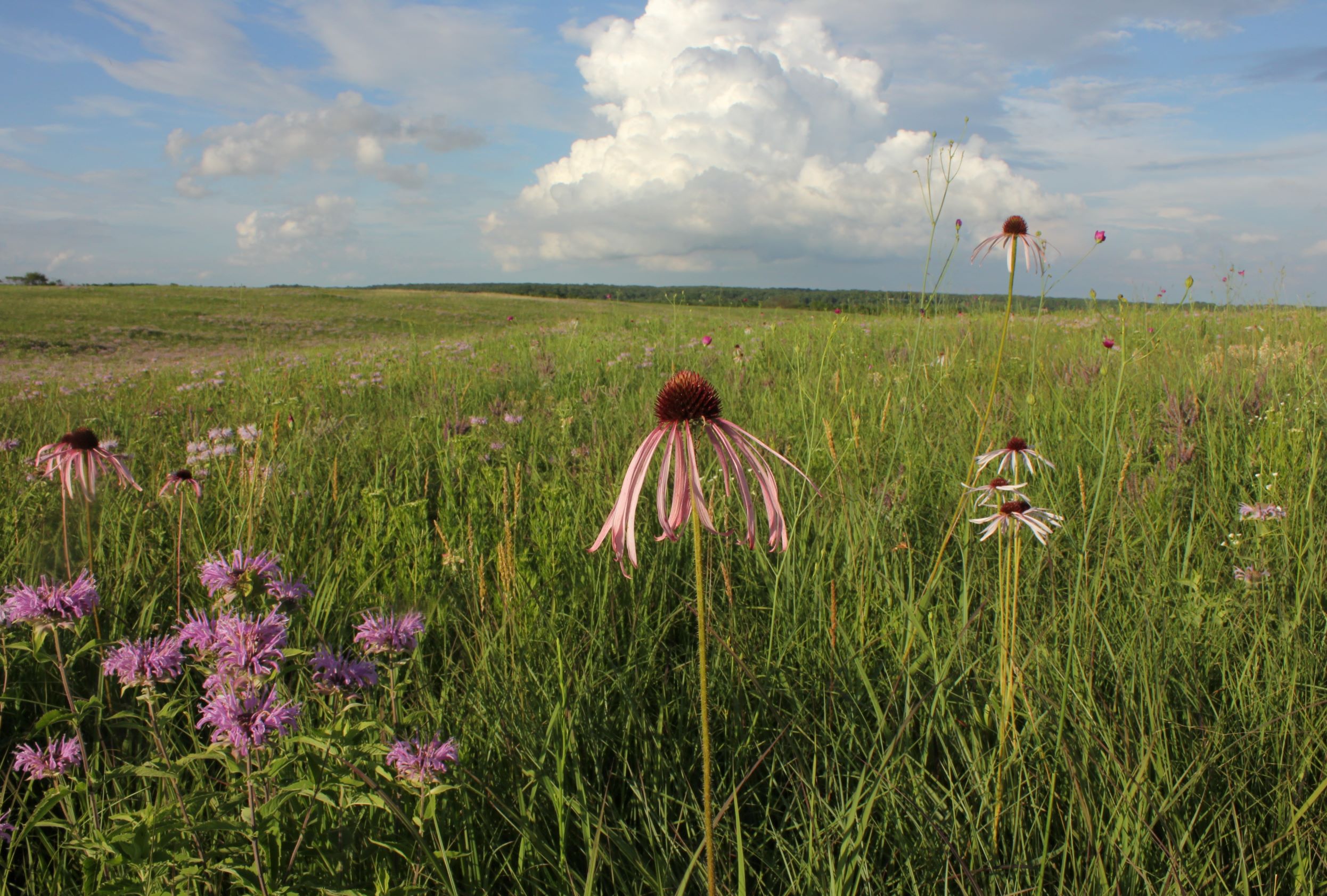 Photo of a blooming pale purple coneflower in a green prairie with a blue sky and white clouds