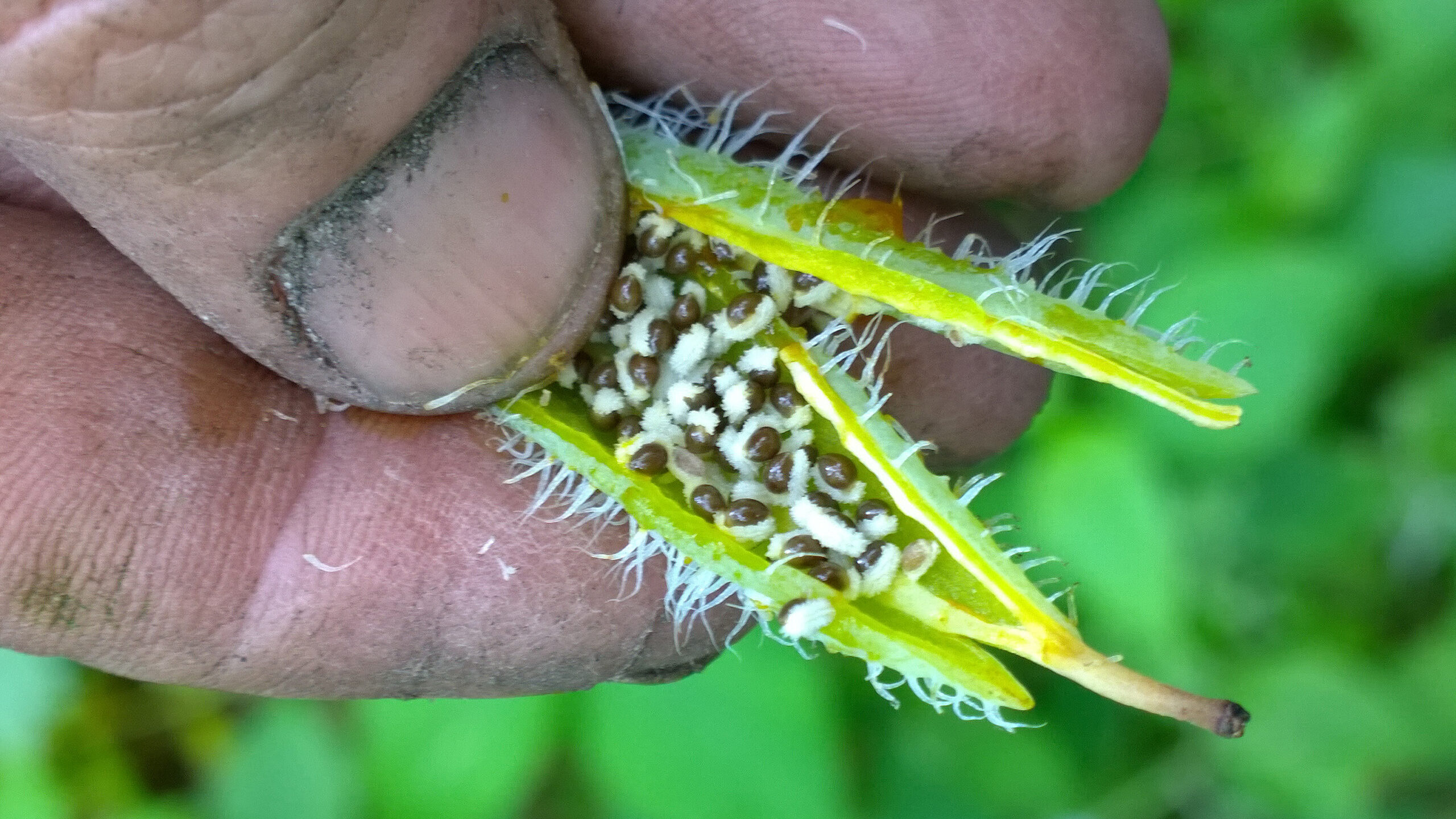 Photo shows a gardener's hand holding a celandine poppy seed pod that is open and bearing seeds