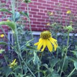 Yellow flower and green foliage with brick wall in background.