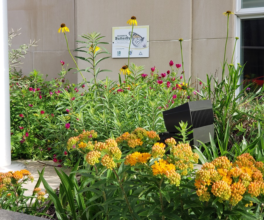 Native plant garden in front of City Hall building