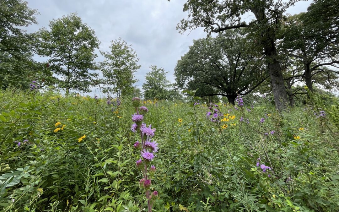 Savanna in Kennedy Forest (Forest Park) – St. Louis, MO