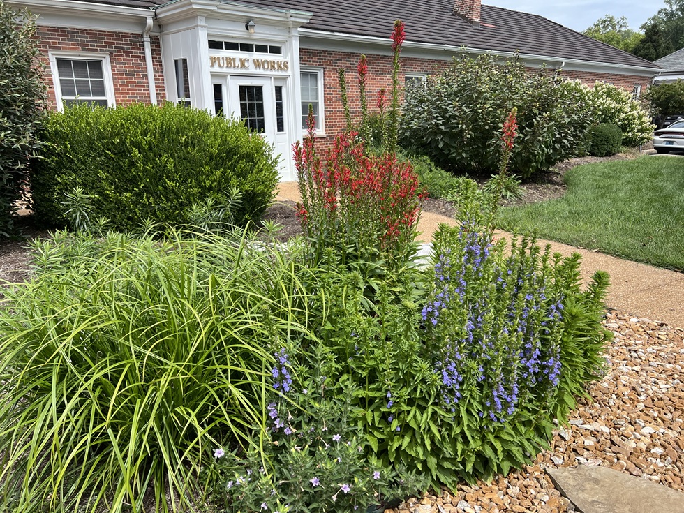 Yellow and purple flowers in green foliage